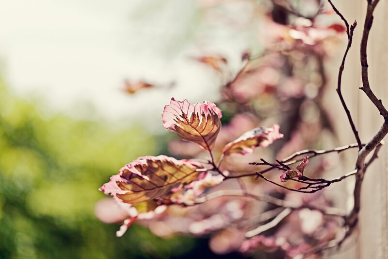 Pink Leaves on Branch — Serene, Spring, Photograph, Wall, Green