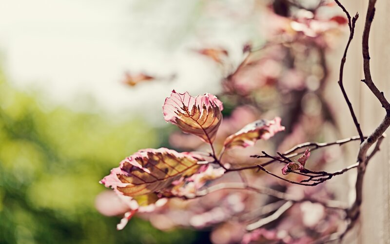 Pink Leaves on Branch — Serene, Spring