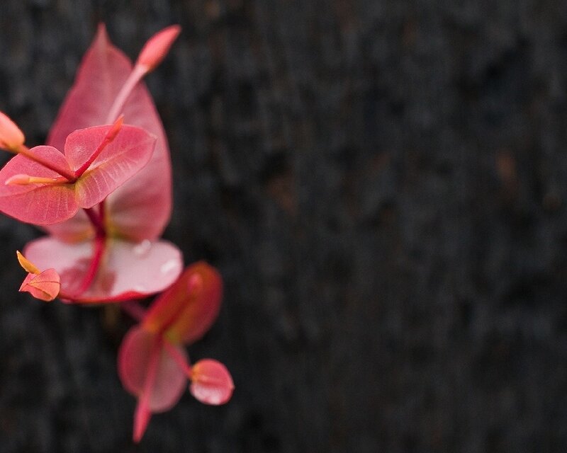 Pink leaves on dark background