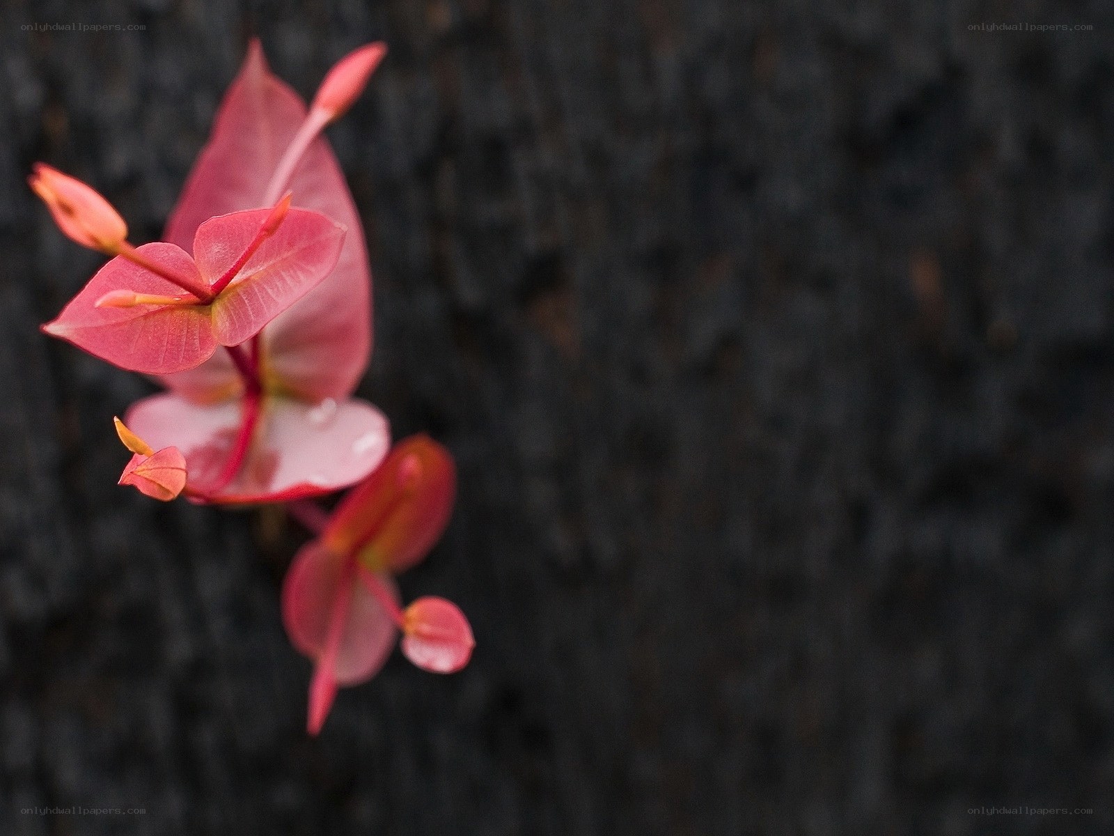 Pink leaves on dark bark