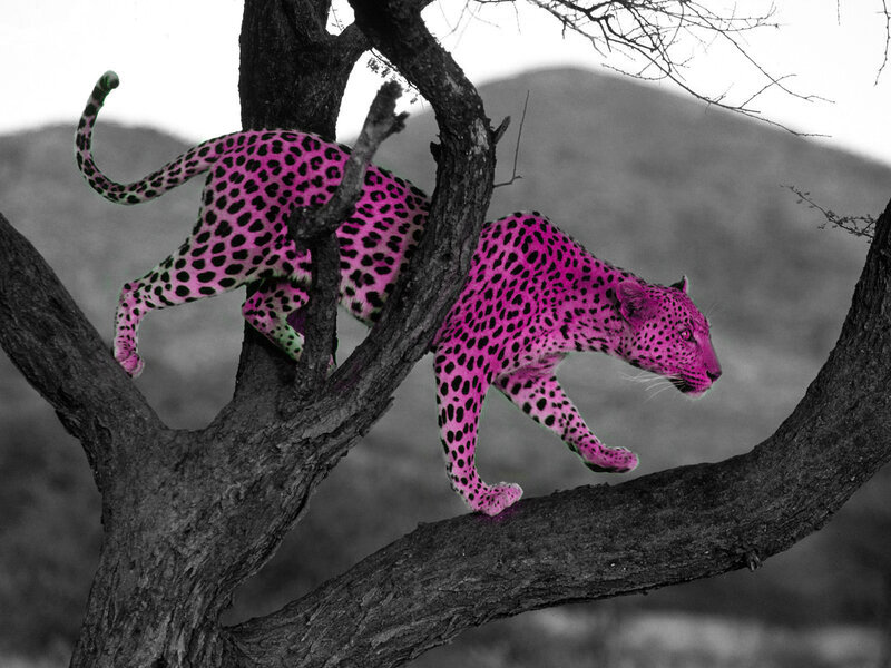 pink leopard on tree branch