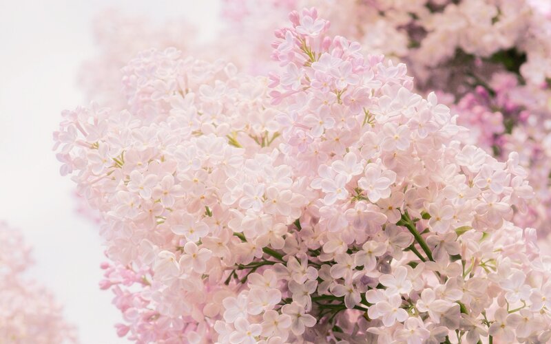 Pink lilac blossoms