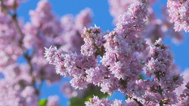 Pink lilac blossoms against blue sky