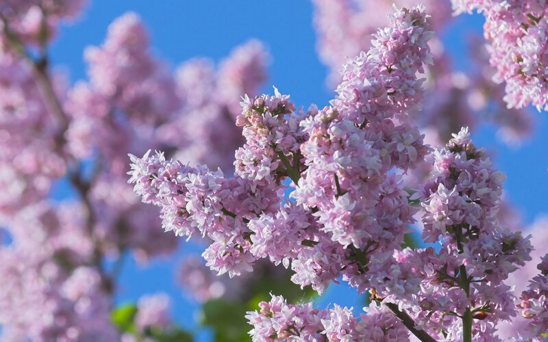 Pink lilac blossoms against blue sky