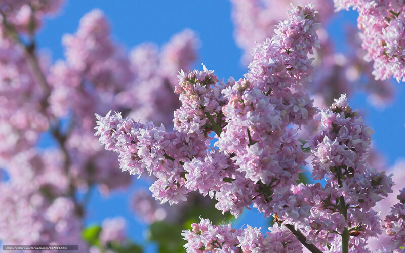 Pink lilac blossoms against blue sky