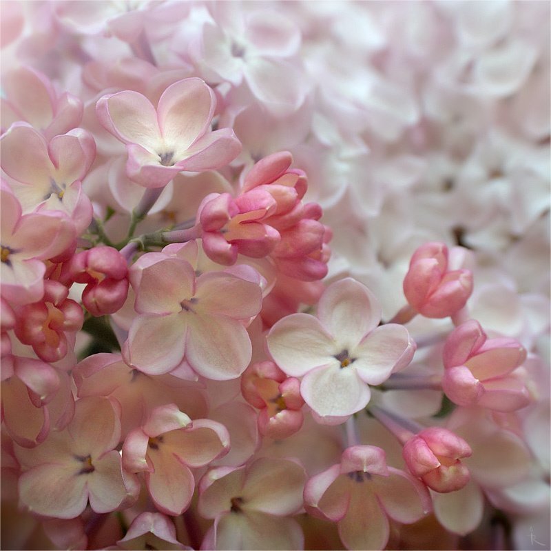 Pink lilac blossoms close-up