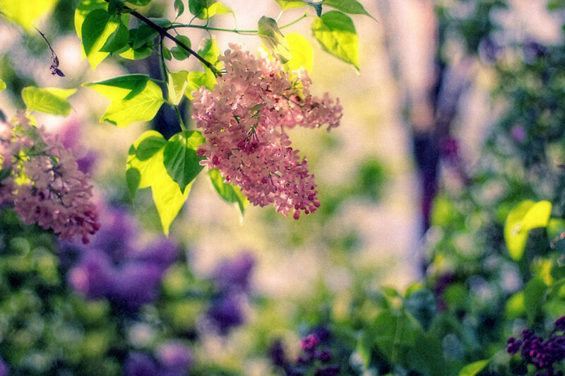 Pink lilac blossoms in sunlight