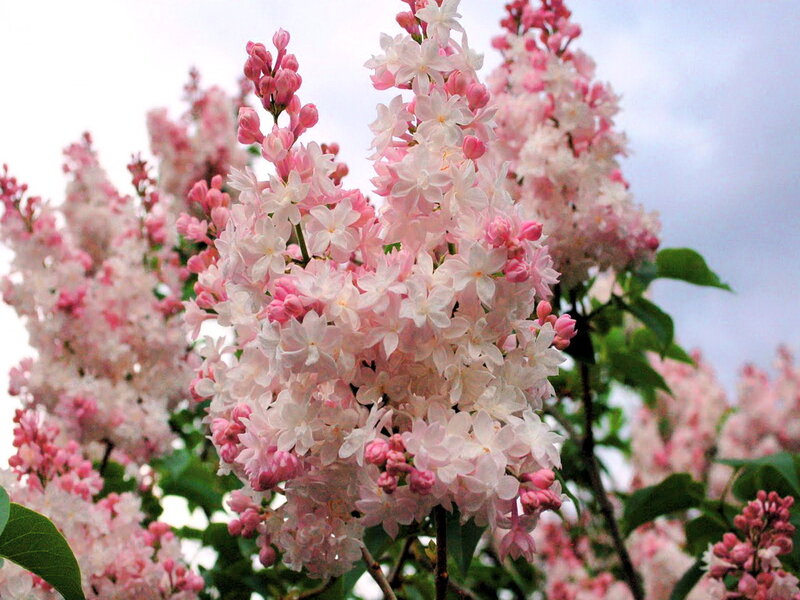 Pink Lilac Blossoms — Serene, Spring, Photograph, Flowers