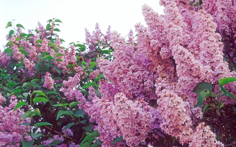 Pink Lilac Blossoms — Serene, Spring, Photograph