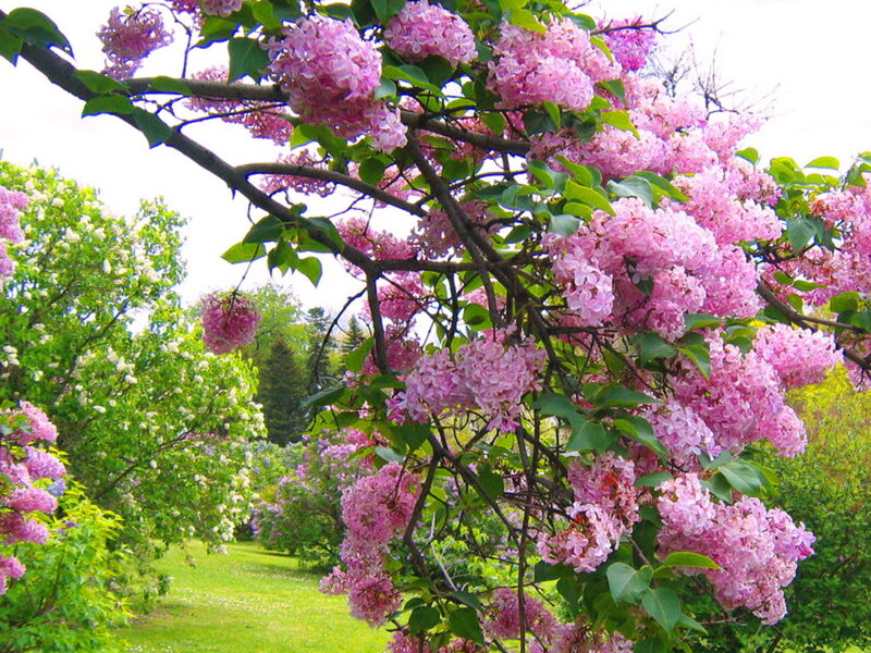 Pink Lilac Blossoms — Serene, Spring