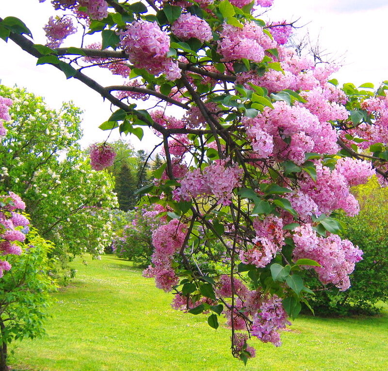 Pink Lilac Blossoms — Serene
