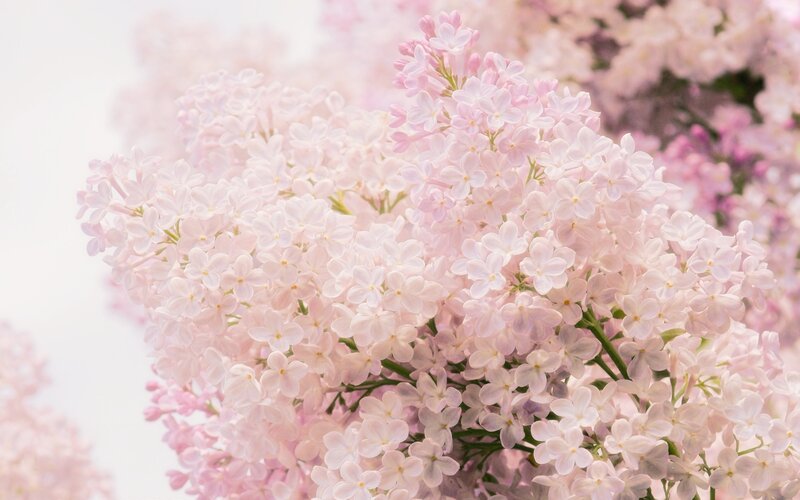 Pink lilac blossoms
