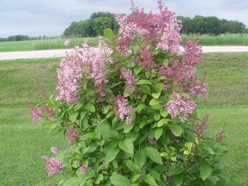 Pink Lilac Bush