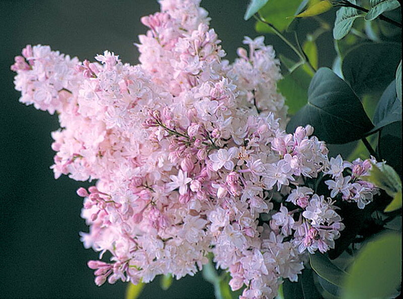 Pink Lilac Flower Cluster — Calm