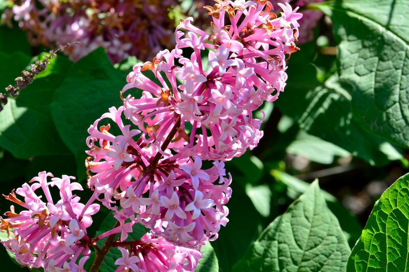 Pink Lilac Flower Cluster — Serene, Afternoon