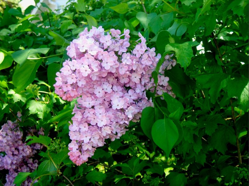 Pink Lilac Flower Cluster — Serene, Spring