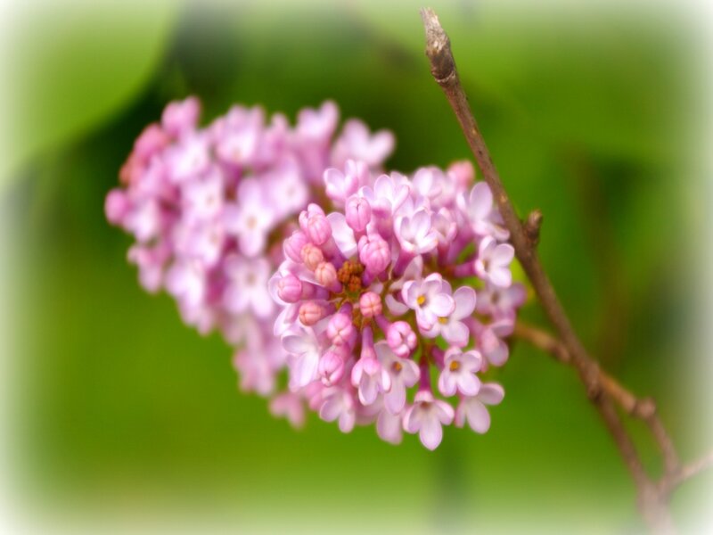 Pink Lilac Flower Cluster — Serene