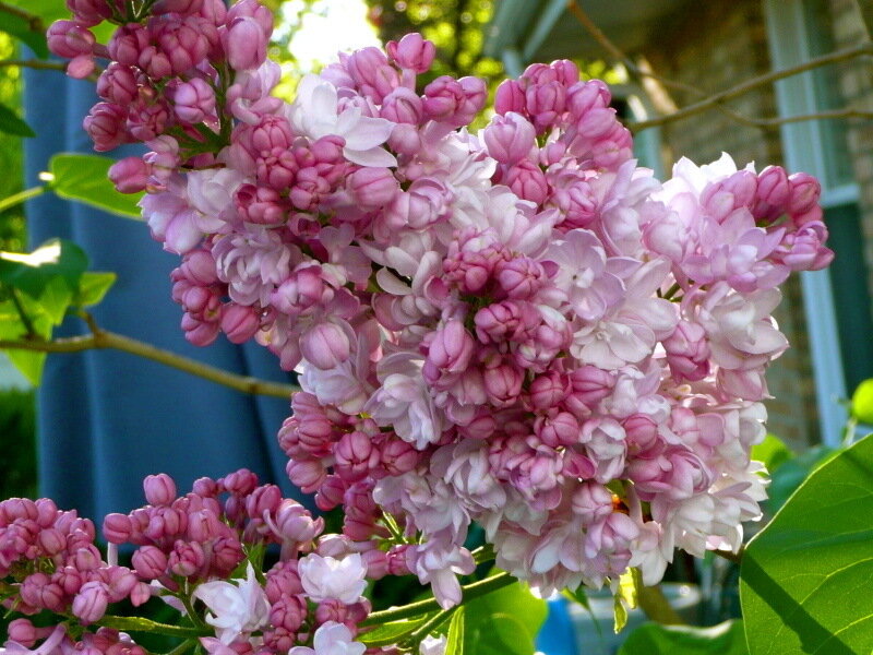 Pink Lilac Flower Cluster