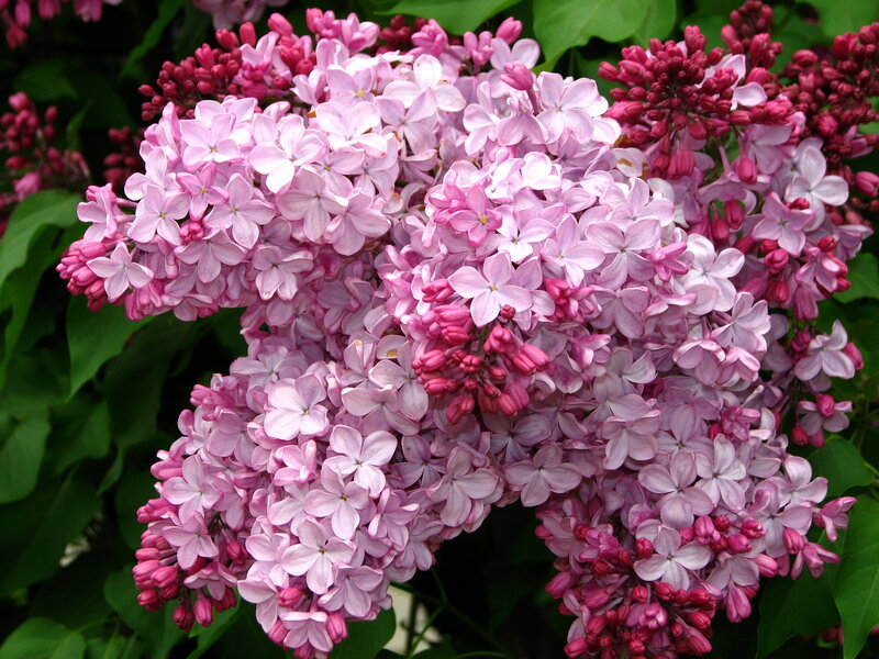 Pink Lilac Flowers — Calm, Spring, Photograph, Bush