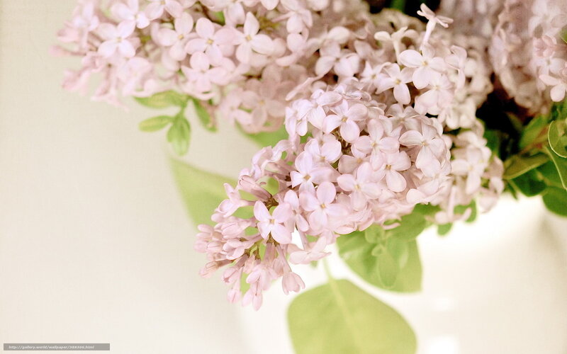 Pink Lilac Flowers — Calm, Spring, Photograph, Green Leaves, Bloom