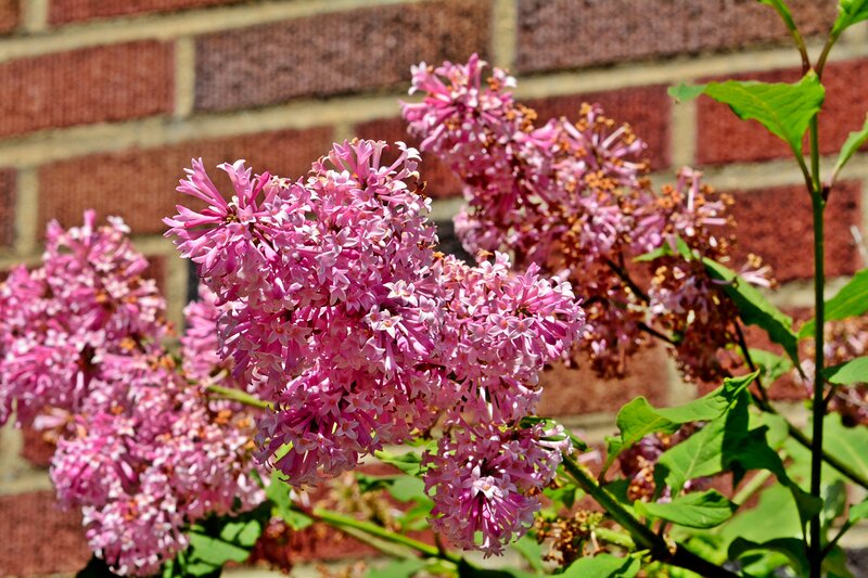 Pink Lilac Flowers — Calm, Spring, Photograph, Green Leaves