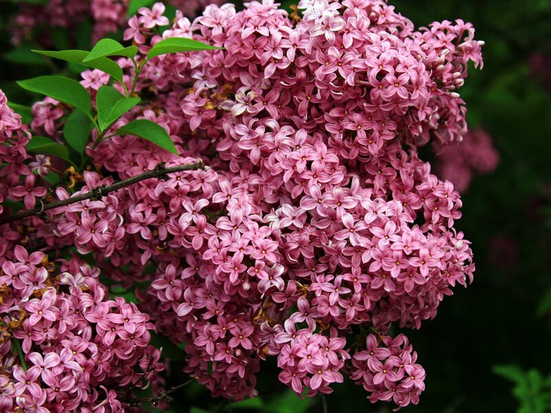 Pink Lilac Flowers — Calm, Spring, Photograph