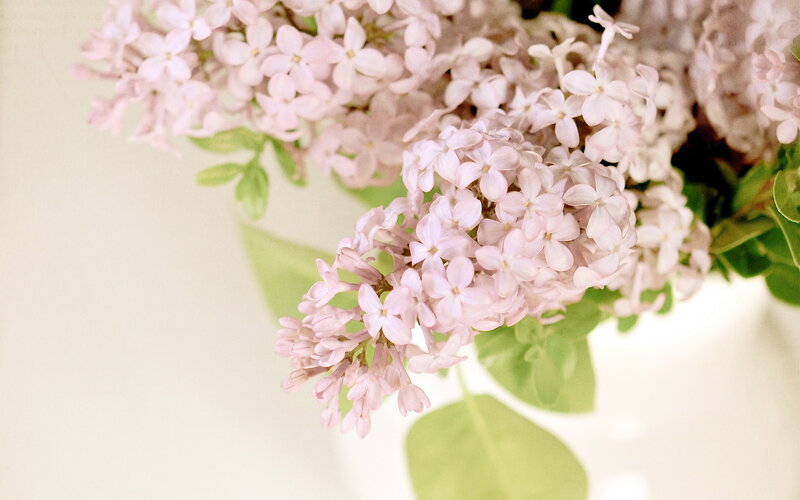 Pink Lilac Flowers — Calm, Spring
