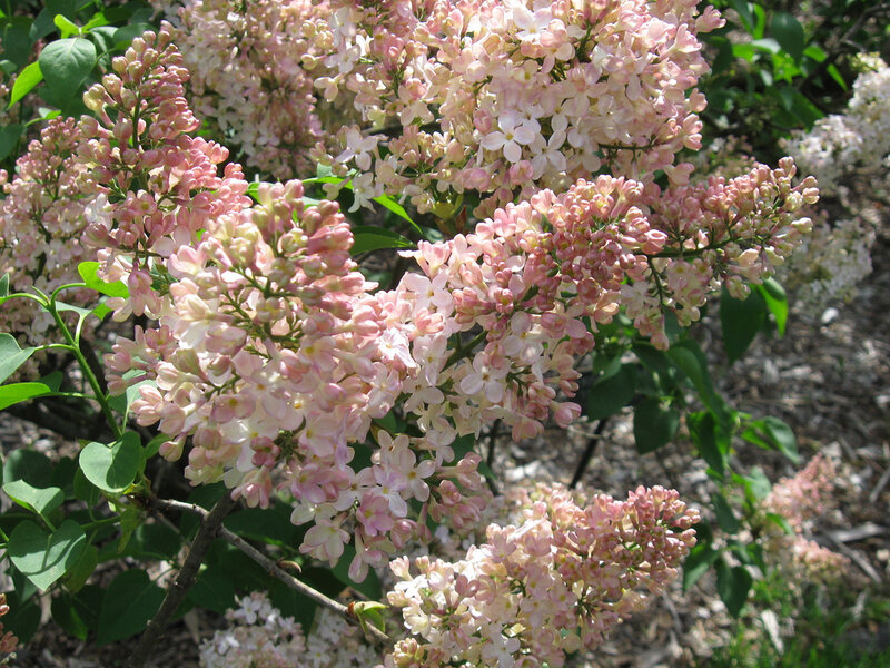 Pink Lilac Flowers — Calm