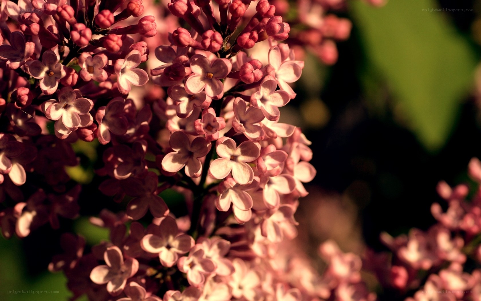 Pink lilac flowers in bloom