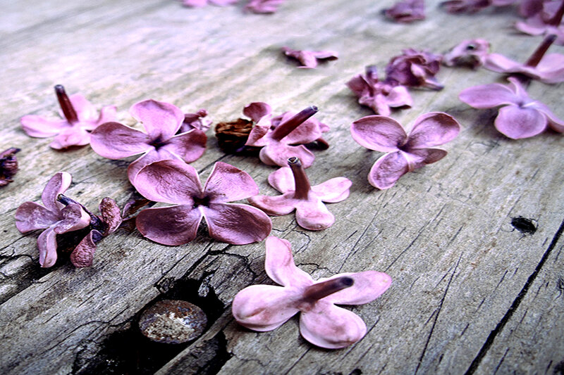 Pink Lilac Flowers — Purple, Calm, Spring