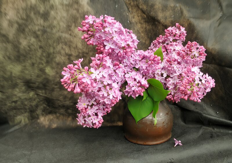 Pink Lilac Flowers — Purple, Calm