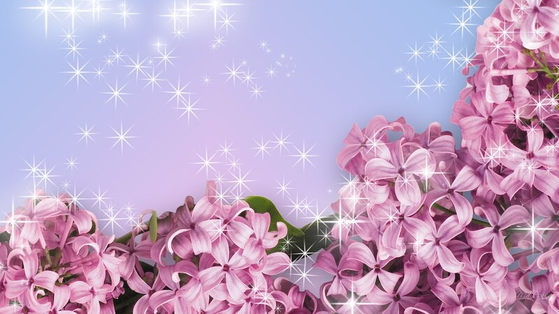 Pink Lilac Flowers — Purple