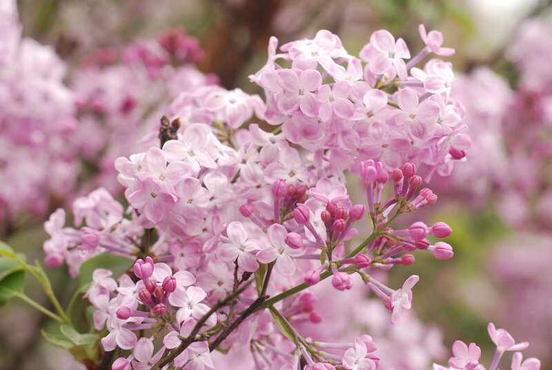 Pink Lilac Flowers — Serene, Spring, Photograph, Buds