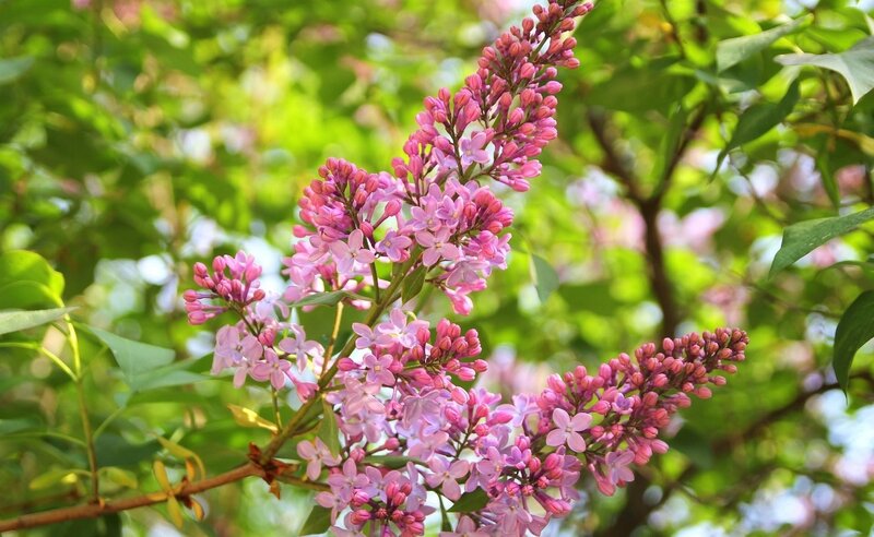 Pink Lilac Flowers — Serene, Spring, Photograph, Green Leaves, Sunlight