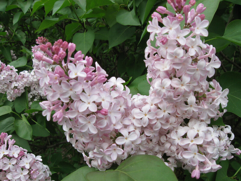 Pink Lilac Flowers — Serene, Spring, Photograph, Green Leaves