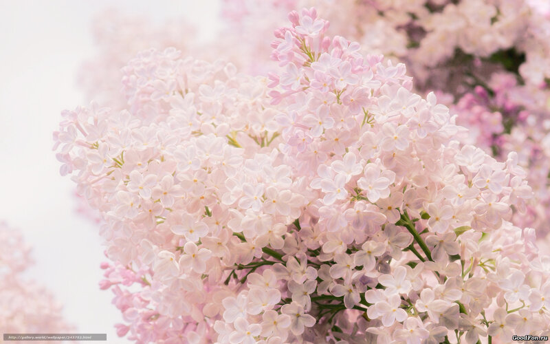 Pink Lilac Flowers — Serene, Spring, Photograph, Green Stems