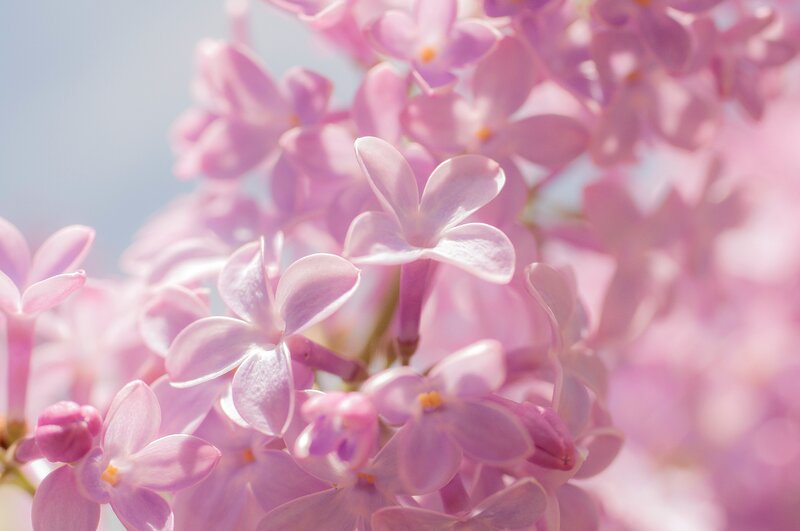Pink Lilac Flowers — Serene, Spring, Photograph, Sky