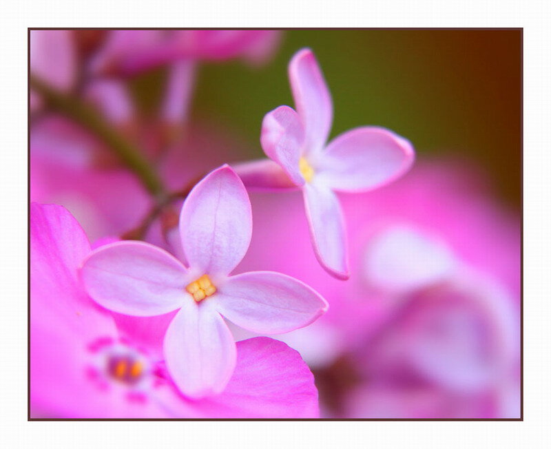 Pink Lilac Flowers — Serene, Spring, Photograph