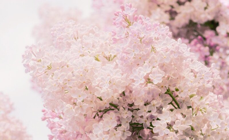 Pink Lilac Flowers — Serene, Spring