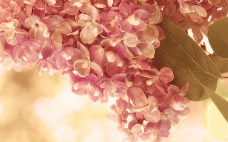 Pink Lilac Flowers — Serene