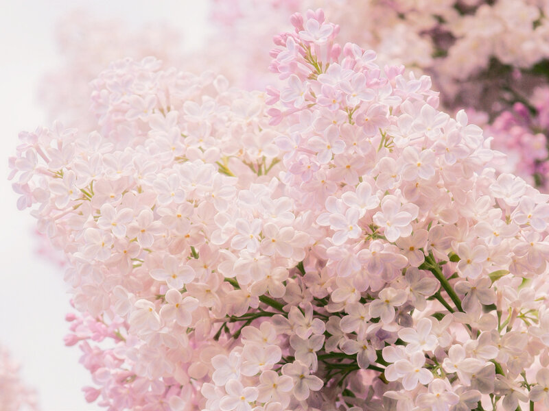 Pink Lilac Flowers
