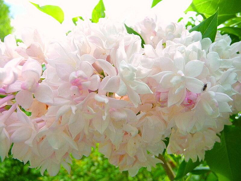 Pink Lilac Flowers — White