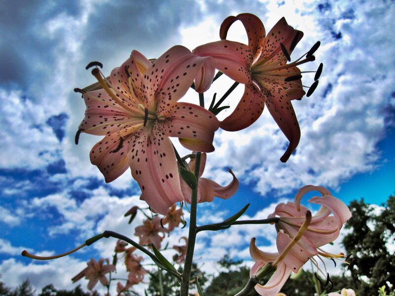 Pink Lilies Against Sky