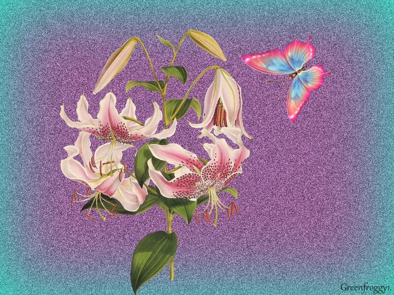Pink Lilies and Butterfly — Purple