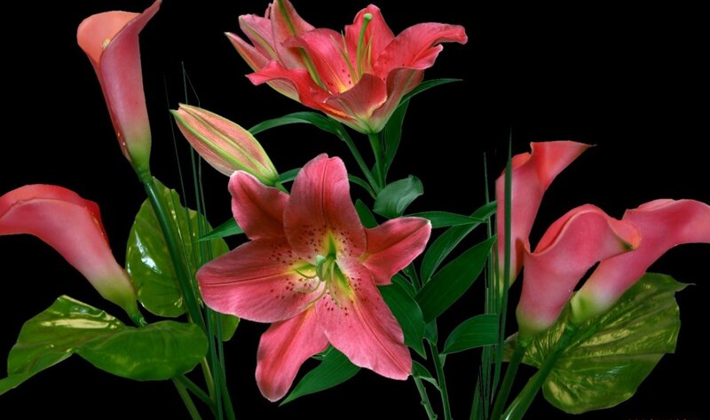 Pink Lilies and Calla Lilies — Dramatic