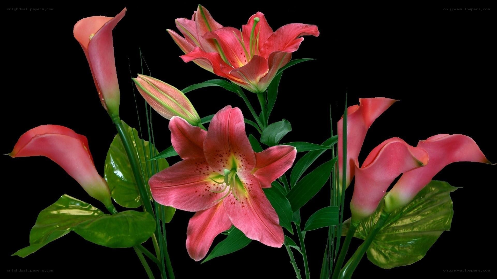 Pink lilies and calla lilies
