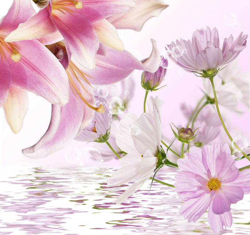 Pink Lilies and Cosmos