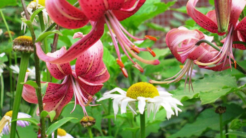 Pink Lilies and Daisies — Natural