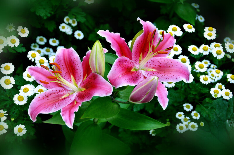 Pink Lilies and Daisies — Serene, Summer