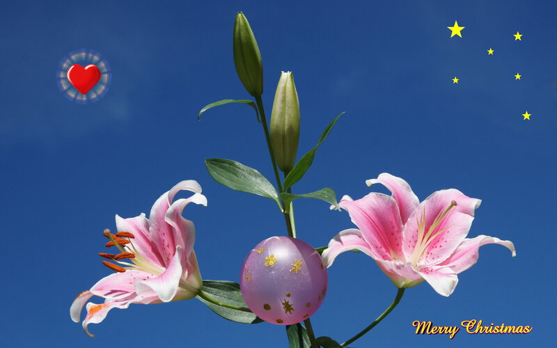 Pink Lilies and Egg